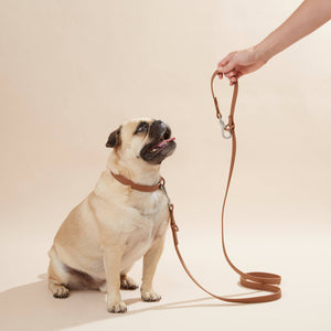 Collar and Leash - image