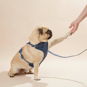 Harness, Collar and Lead - image